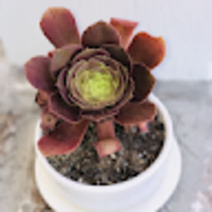 Meet your Posher, Holli